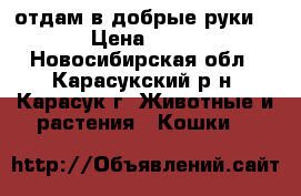 отдам в добрые руки. › Цена ­ 10 - Новосибирская обл., Карасукский р-н, Карасук г. Животные и растения » Кошки   